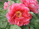 Chojyuraku peony photo
