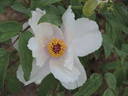 Jishanensis peony photo
