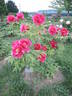 Jitsu Getsu-nishiki peony photo
