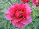Jitsu Getsu-nishiki peony photo