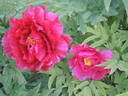 Jitsu Getsu-nishiki peony photo