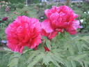 Jitsu Getsu-nishiki peony photo