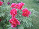 Jitsu Getsu-nishiki peony photo