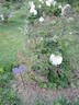 Blanche du Bollwerk peony photo