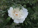 Blanche du Bollwerk peony photo