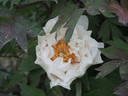 Blanche du Bollwerk peony photo