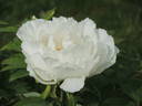 Snow Thunderstorm peony photo