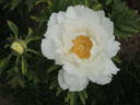 Snow Thunderstorm peony photo