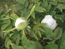 Snow Thunderstorm peony photo