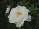 Snow Thunderstorm peony photo