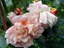 Morgengruss rose photo