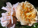 Morgengruss rose photo