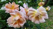 Morgengruss rose photo