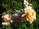 Morgengruss rose photo