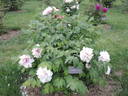 Lambertiana peony photo