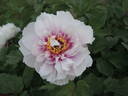 Lambertiana peony photo