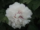 Lambertiana peony photo
