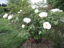 Haku-banriu peony photo