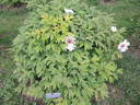 Papaveracea peony photo