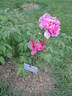 Higurashi peony photo