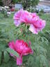 Higurashi peony photo