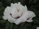 Rock's UK peony photo