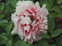 Jeanne d'Arc peony photo