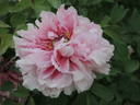 Jeanne d'Arc peony photo