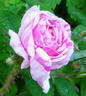 Madame Moreau rose photo