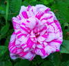 Madame Moreau rose photo