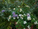 Sternenflor ® rose photo