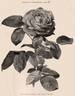 Her Majesty rose photo