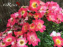 Yabba Dabba Doo rose photo