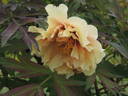 Harvest peony photo