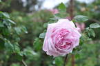 Madame Moser rose photo