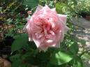 Emily rose photo