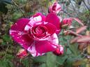 Moore's Striped Rugosa rose photo