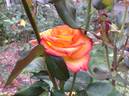 Flamenco rose photo