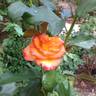 Flamenco rose photo