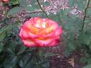 Flamenco rose photo