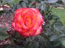 Flamenco rose photo