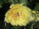 Garden Treasure peony photo
