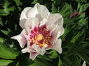 Cora Louise peony photo