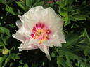 Cora Louise peony photo