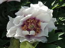 Cora Louise peony photo