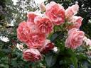 Jet Set rose photo