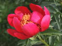 P. peregrina peony photo