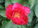Postilion peony photo