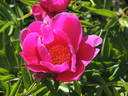 Kojiki peony photo