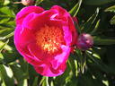 Kojiki peony photo